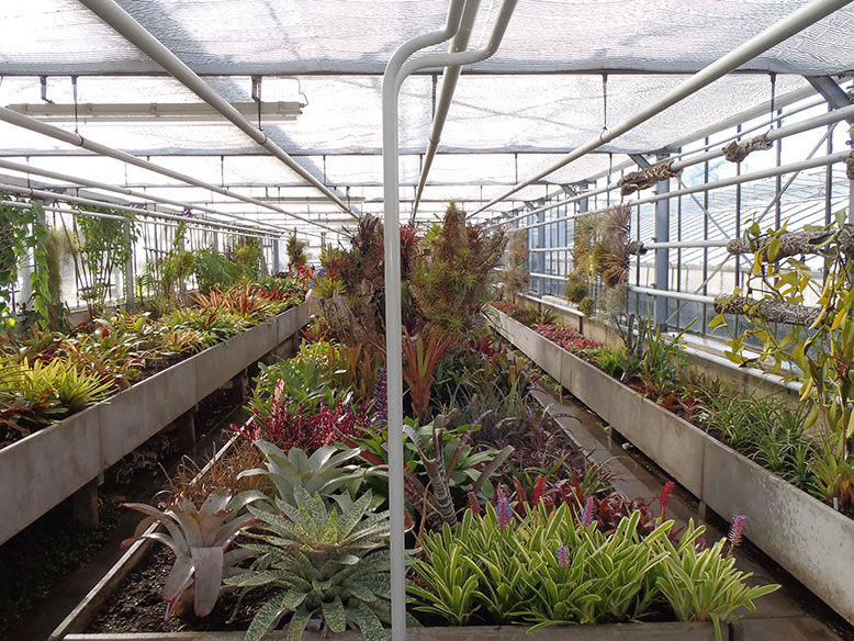 Das Bromelienhaus