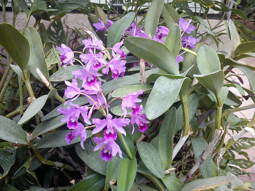 Cattleya-bowringiana