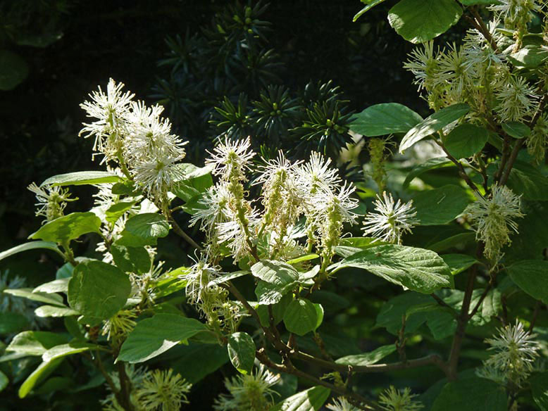 Fothergillia major