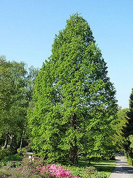 Metasequoia glyptostroboides