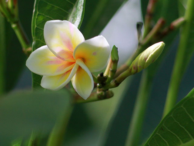 Plumeria-singapore