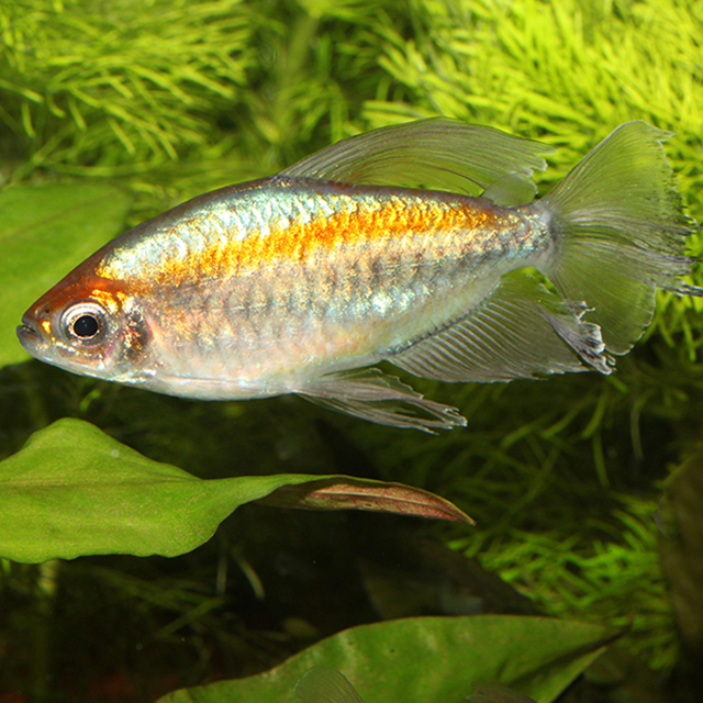 Echinodorus